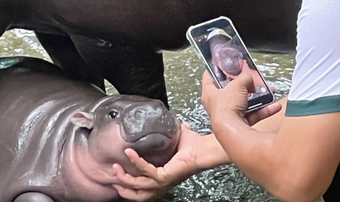 Moo Deng banner