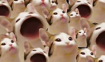 Popcat banner